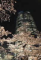 hiruzu桜.jpg